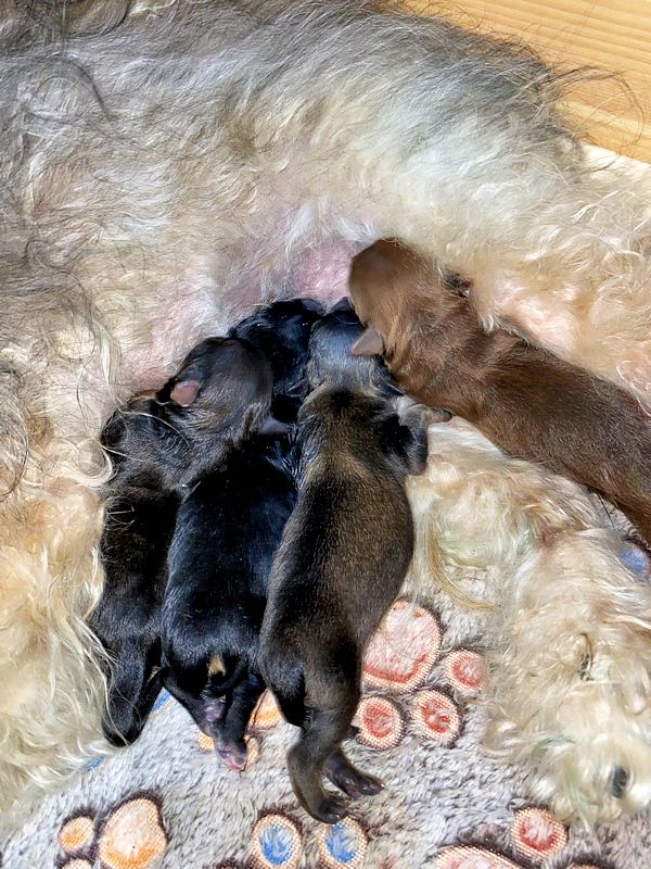 4 wunderschöne Buben ⭐ Bolonka Zwetna vom Bibastern