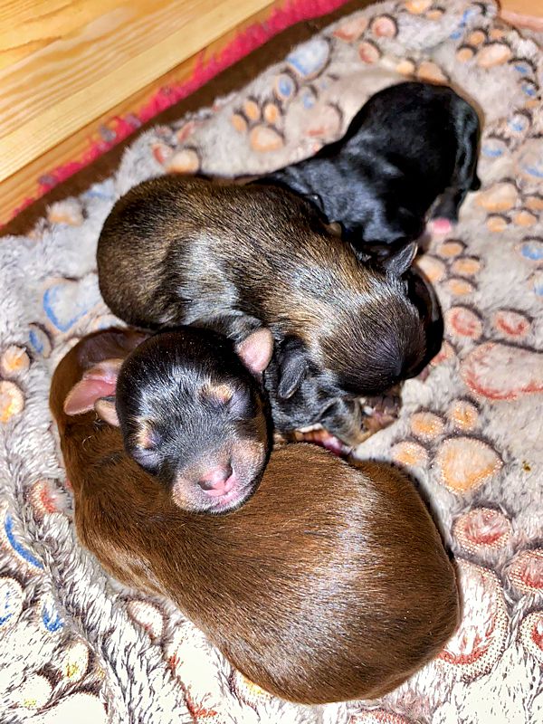 4 wunderschöne Buben ⭐ Bolonka Zwetna vom Bibastern