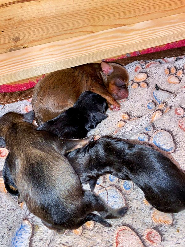 4 wunderschöne Buben ⭐ Bolonka Zwetna vom Bibastern