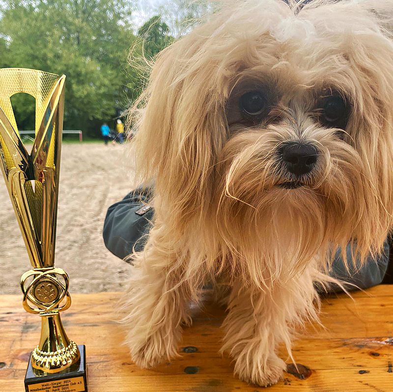 Hugo: 2. Geburtstag ⭐ Bolonka Zwetna vom Bibastern