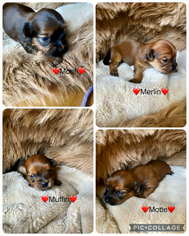 3 Buben und 1 Mädchen ⭐ Bolonka Zwetna vom Bibastern