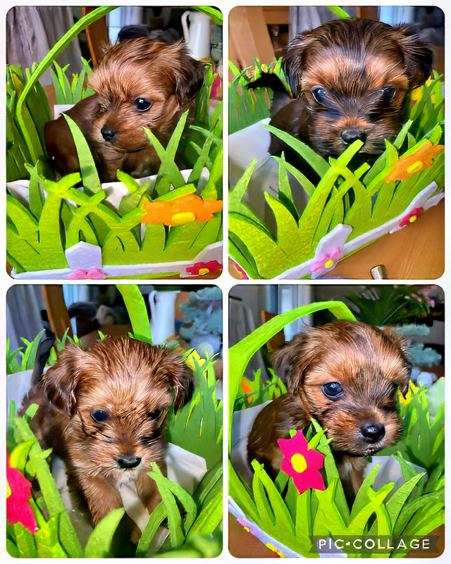 Frohe Ostern ⭐ Bolonka Zwetna vom Bibastern