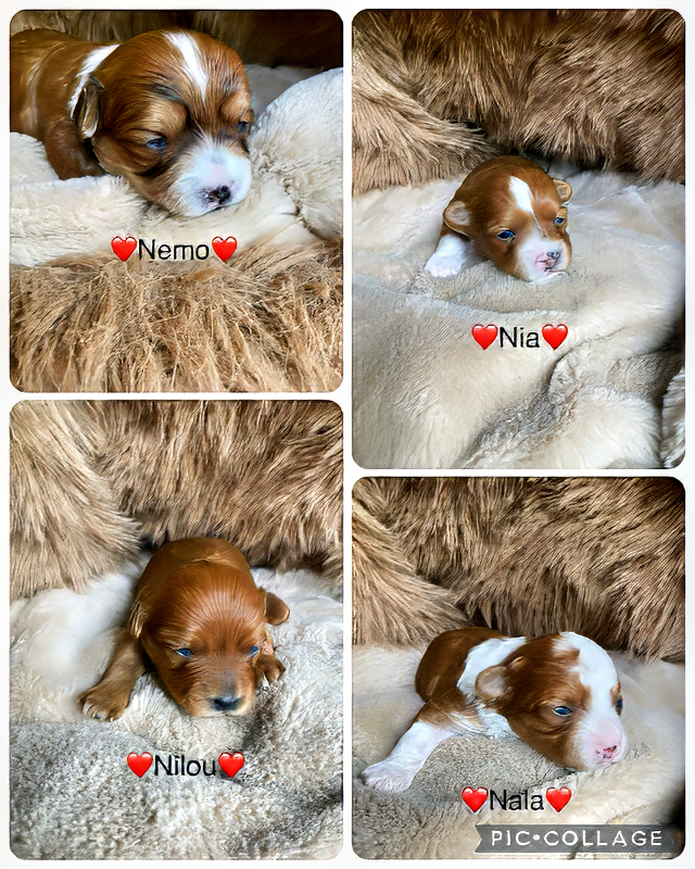 Wilma‘s erste Babys ⭐ Bolonka Zwetna vom Bibastern